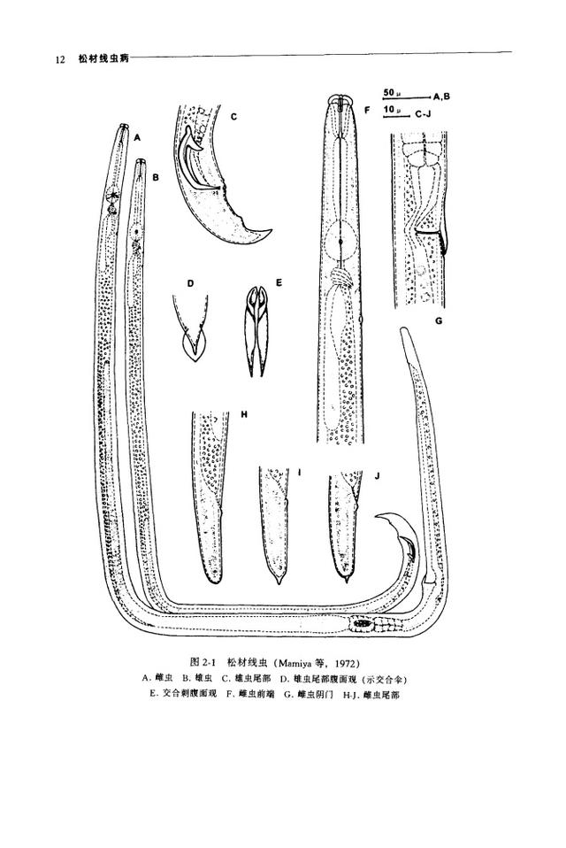 图:松材线虫显微图