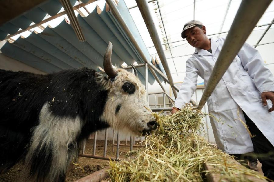 在西藏昌都市类乌齐县滨达乡央宗村牦牛短期育肥示范基地,养殖人员