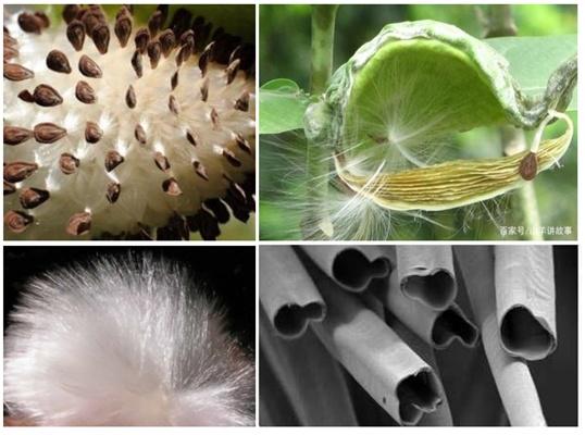 材料领域深耕多年的李毓陵教授带领他的团队将研究的苗头对准了牛角瓜