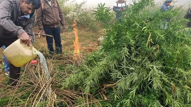 印度警方销毁市值约400亿卢比的非法种植大麻