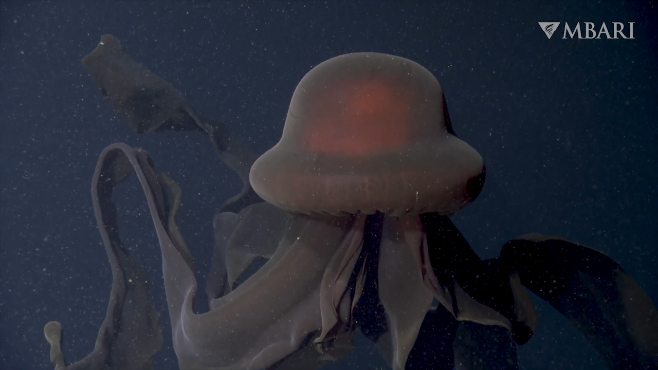 酷似摄魂怪的巨型水母美国科学家拍到罕见冥河水母触手长达10米
