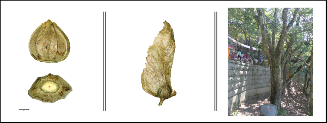 普陀鹅耳枥的果实和植株种子不仅帮助植物顺利繁衍,创造了郁郁葱吹哪