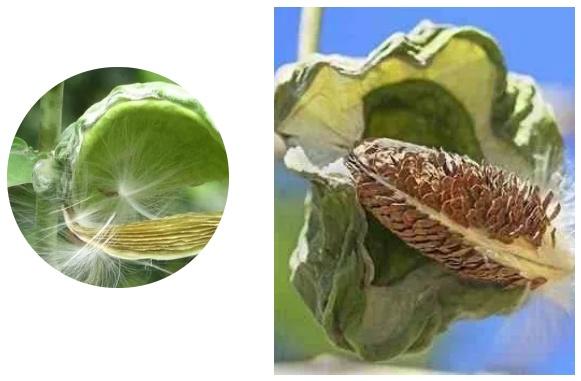 种瓜得褂东华大学科研团队让云南的牛角瓜变身环保的天然纤维材料