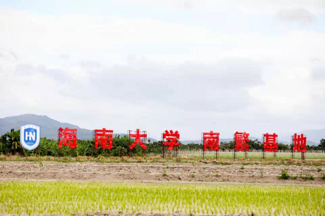 海南网媒行|采访团走进海南大学南繁公共试验基地 收获南繁希望|海南