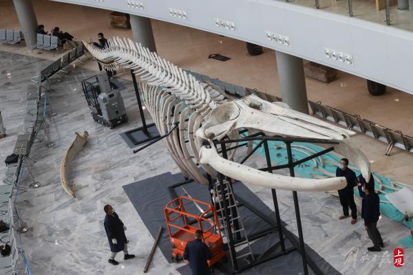 中国最长的长须鲸骨骼标本在上海自然博物馆搭建完成