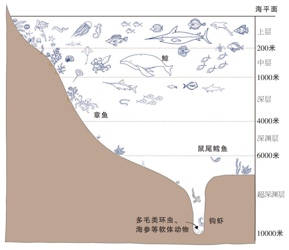 一般情况下,人们根据海沟水层的不同深度,将其生态分为海洋上层(水深0