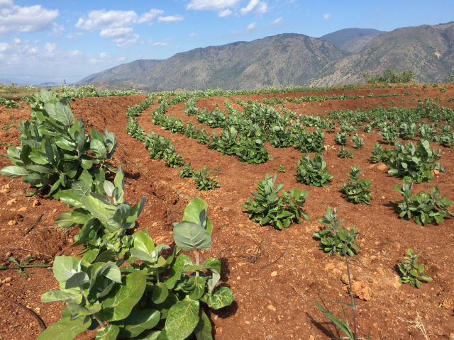 东华大学红土地上的牛角瓜开出经济之花