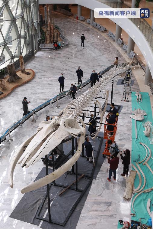 组装完成！目前中国最长的长须鲸骨骼标本落户上海自然博物馆