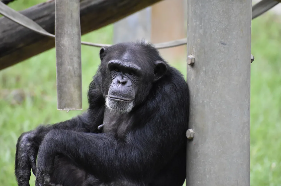 动物园中的黑猩猩。图片来源：Pixabay