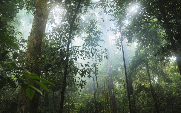 热带雨林气候的景观图片