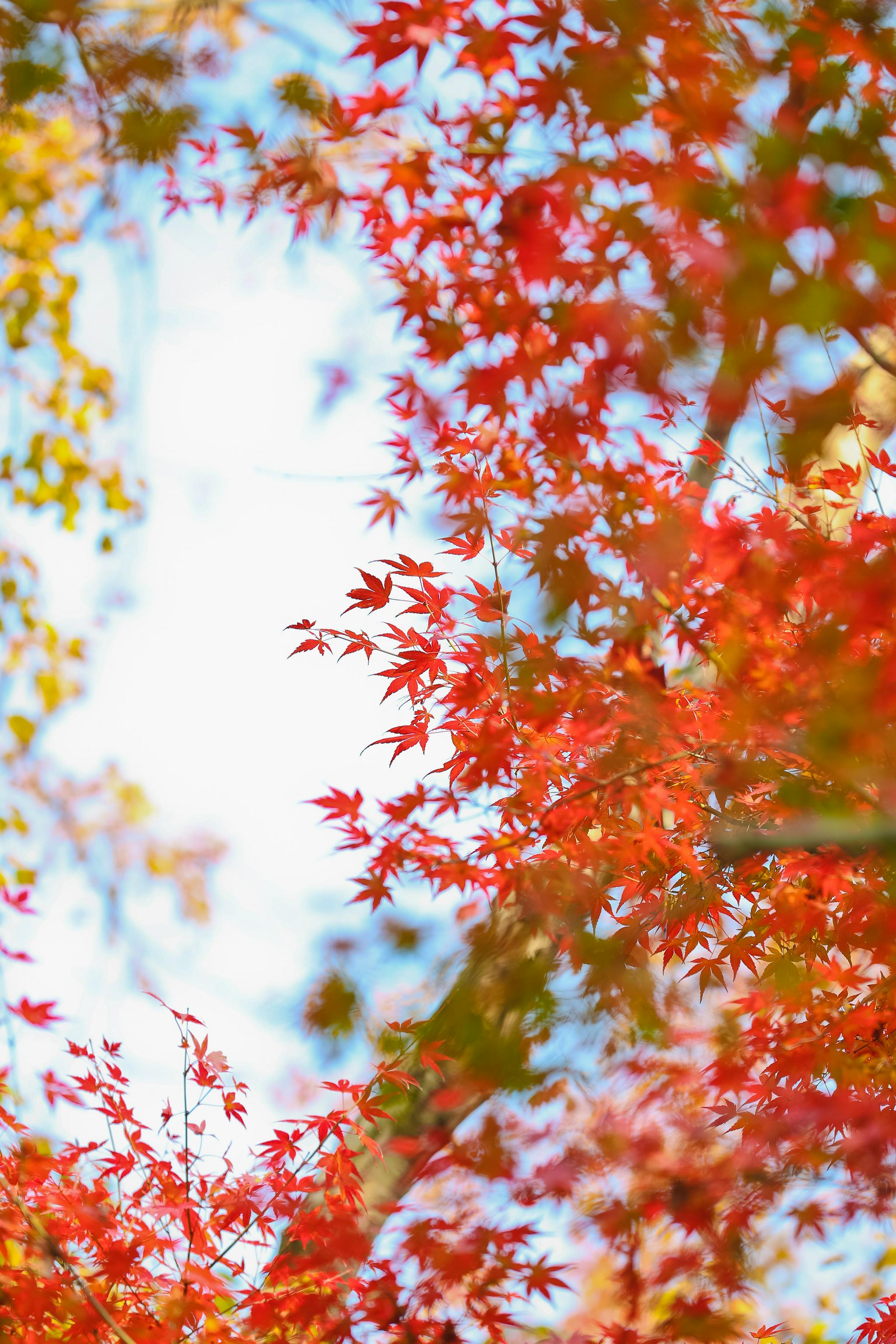 枫叶红游人醉醉白池的枫景这边独好