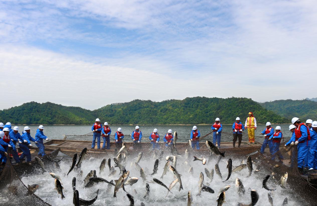 太平湖渔业公司投放鱼苗保护水域生态