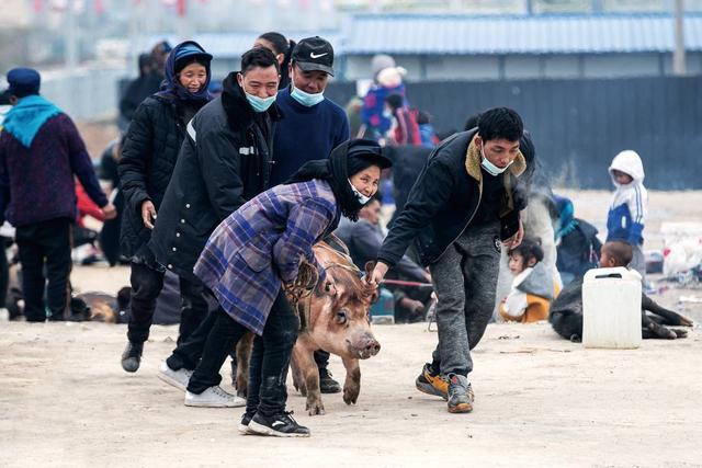 2021年11月20日,布拖县依撒社区,居民牵着一只刚买的年猪.叶长智摄