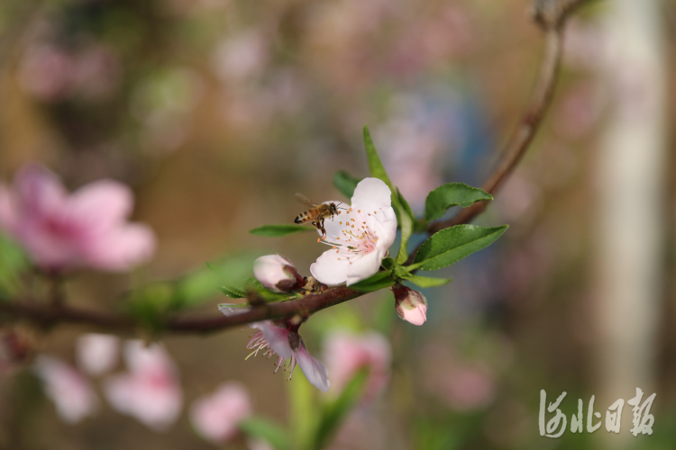 河北平泉冬日桃花开