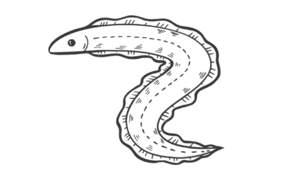 用电鳗的电电电鳗电鳗会不会被电鳗的电电s