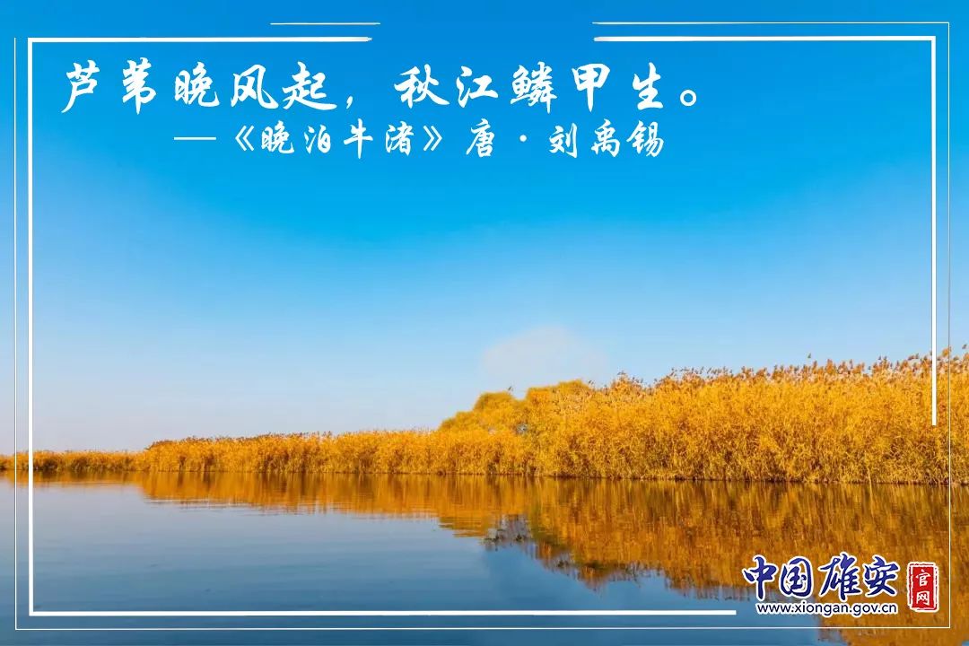 冬日里的白洋淀美成了诗