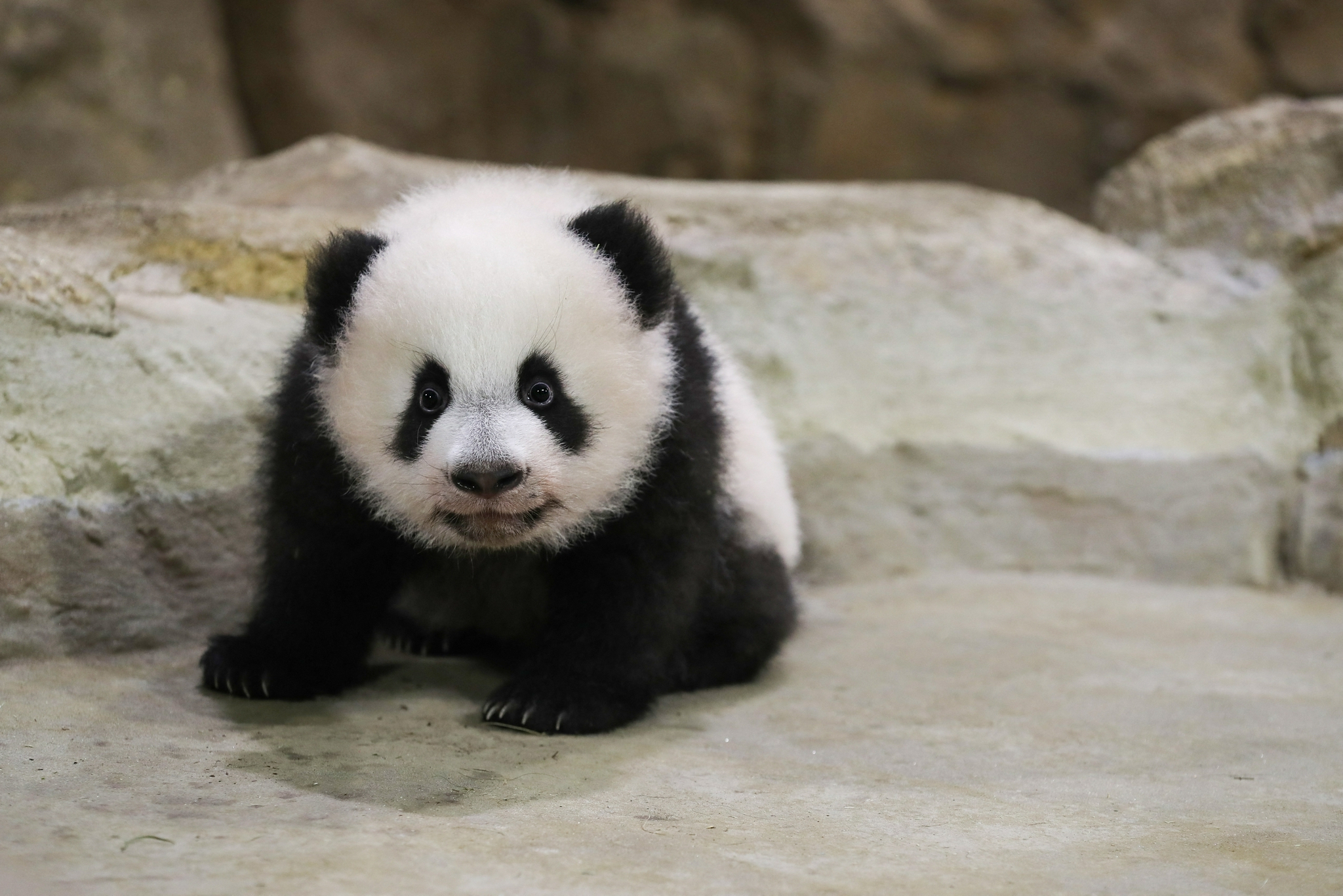 萌翻了!法国动物园熊猫双胞胎蹒跚学步