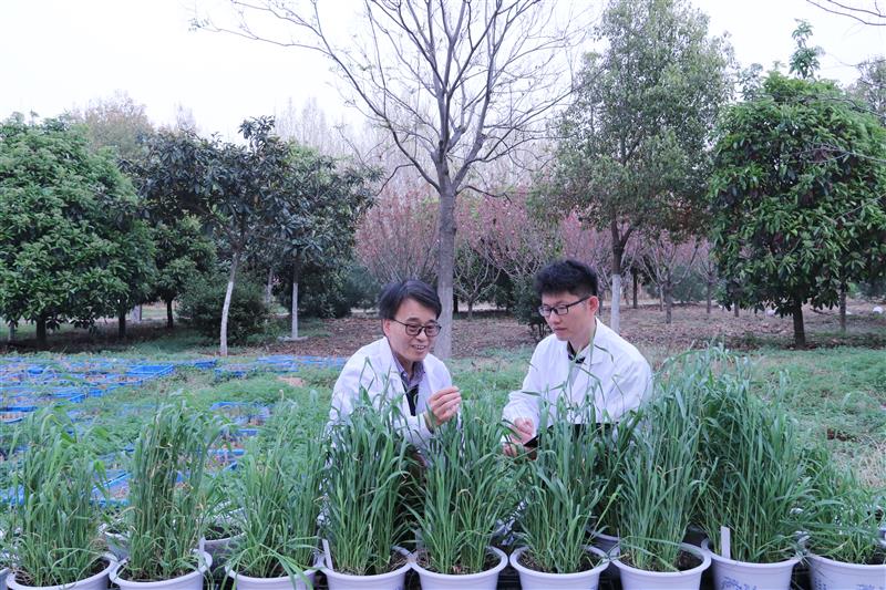 河南农业大学的专家学者们在查看所培育的小麦长势