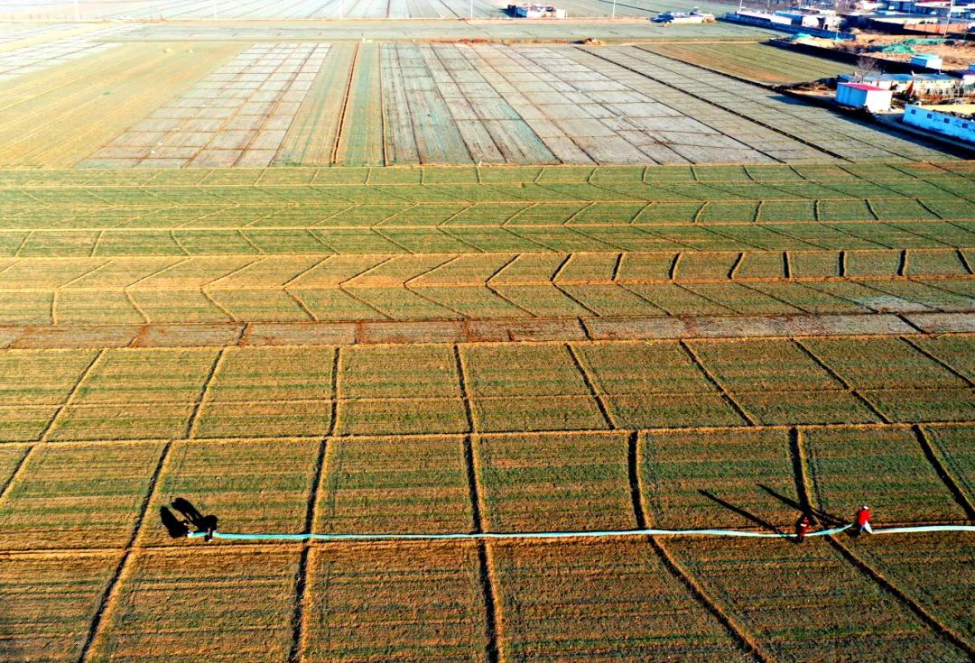 河北石家庄栾城区南高乡西高村村民在给冬小麦浇水。李明发摄（中经视觉）