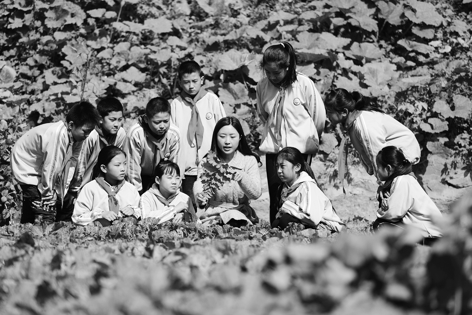 在“璞真园”劳动教育实践基地，生物老师在和孩子们观察萝卜叶子上的叶脉叶柄。王永周 摄
