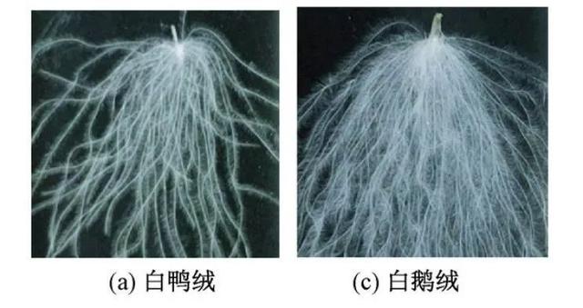 鹅绒真比鸭绒好羽绒服里为啥没有鸡绒