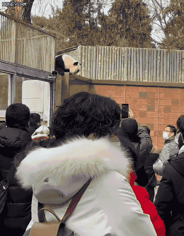 网友供图
