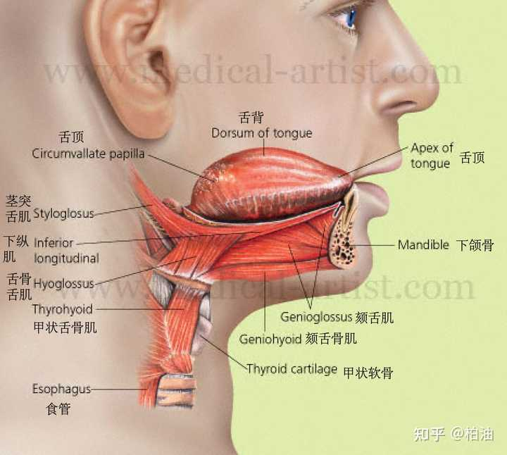 头前倾的情况下,下颌骨后缩,颈部前侧组织被牵拉,从而改变舌骨和舌的