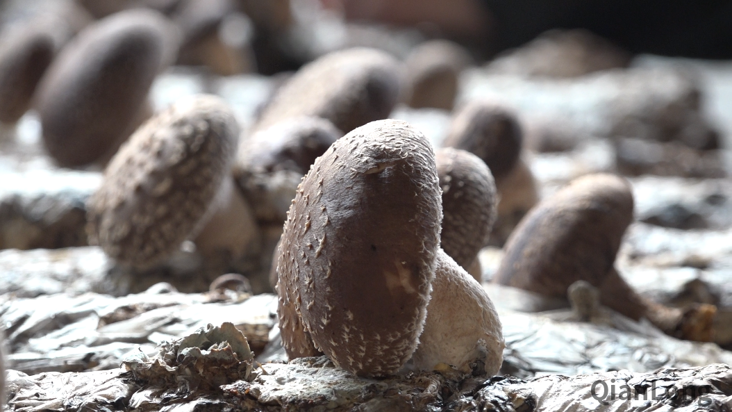 视频走进北京顺义蘑菇园解密绿色低碳循环背后的故事