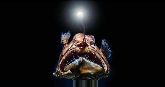 罕见深海怪鱼被冲上美国海岸目击者就像噩梦