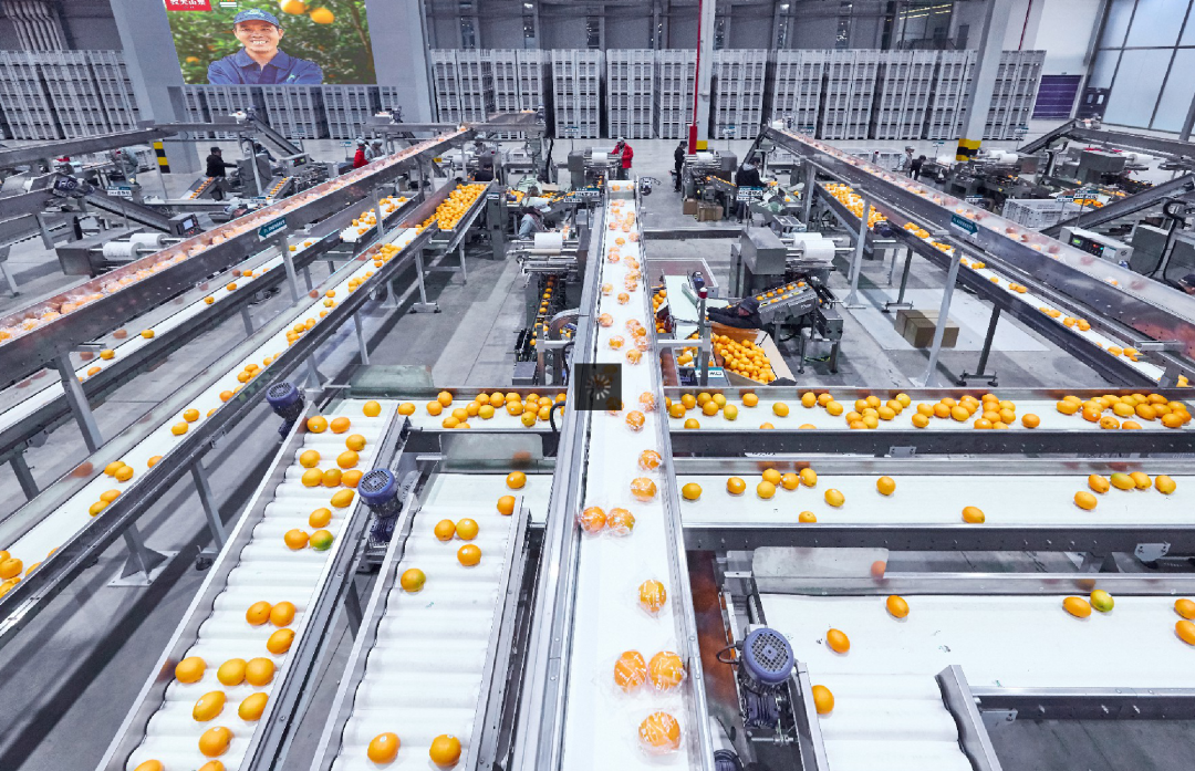 在邓怡君看来,品牌化和深加工是提升农产品附加值和果农收入的关键一