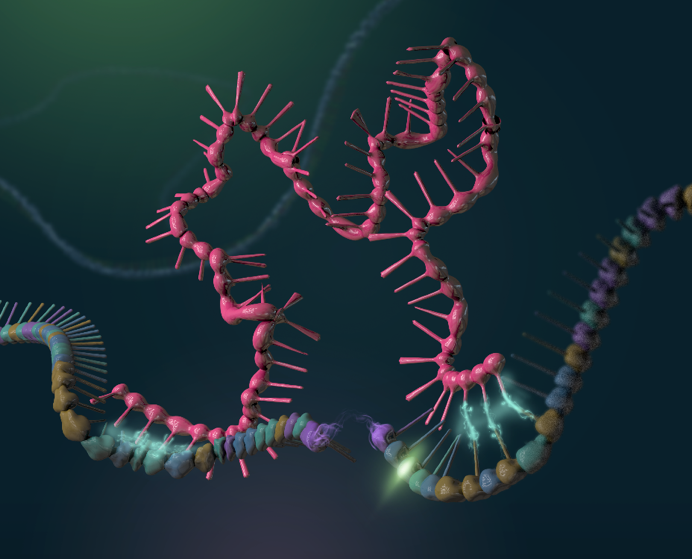 tna酶催化降解rna(图:王国燕,陈磊)