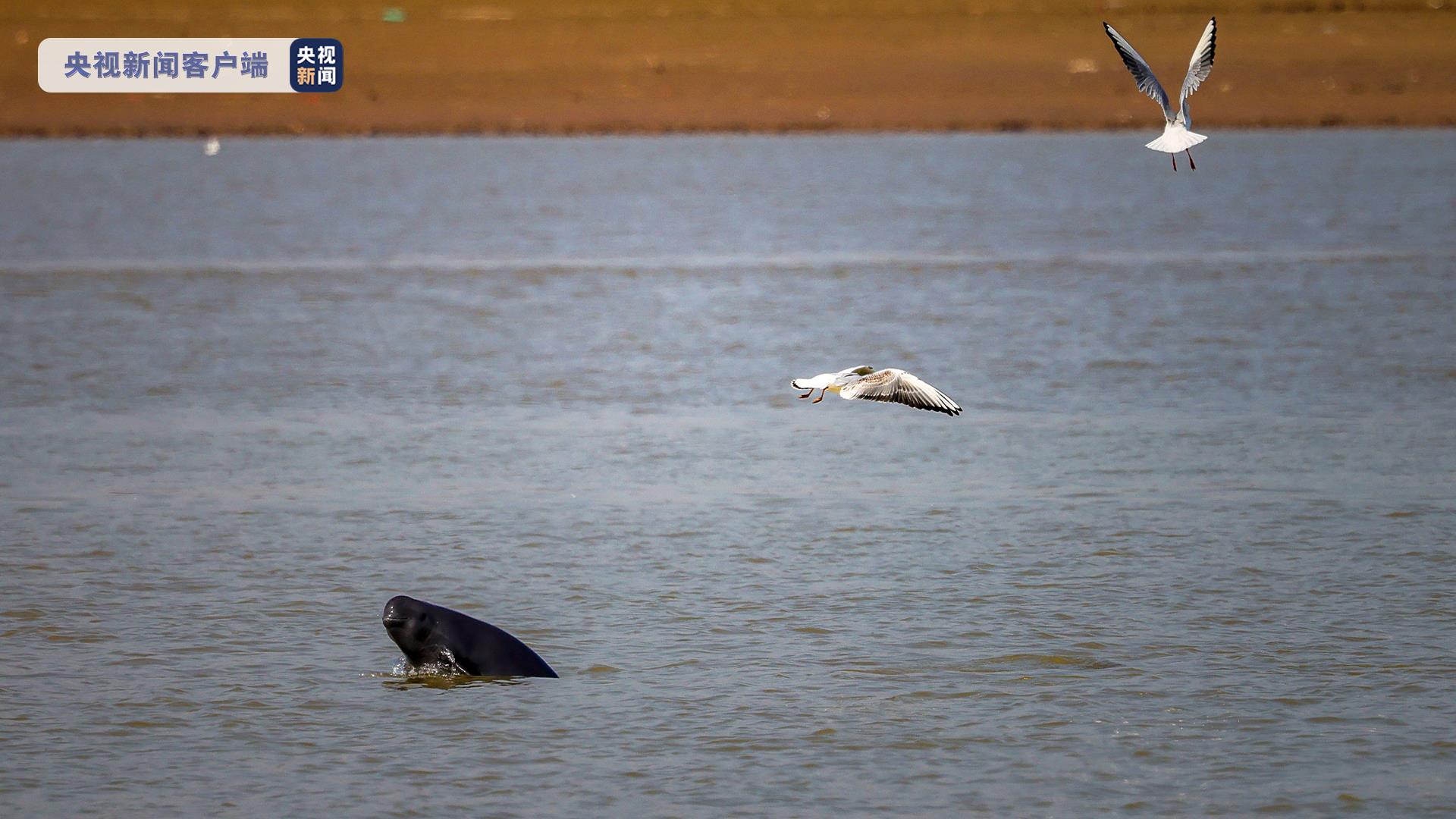 江豚跃候鸟飞鄱阳湖上演江豚候鸟争食大片