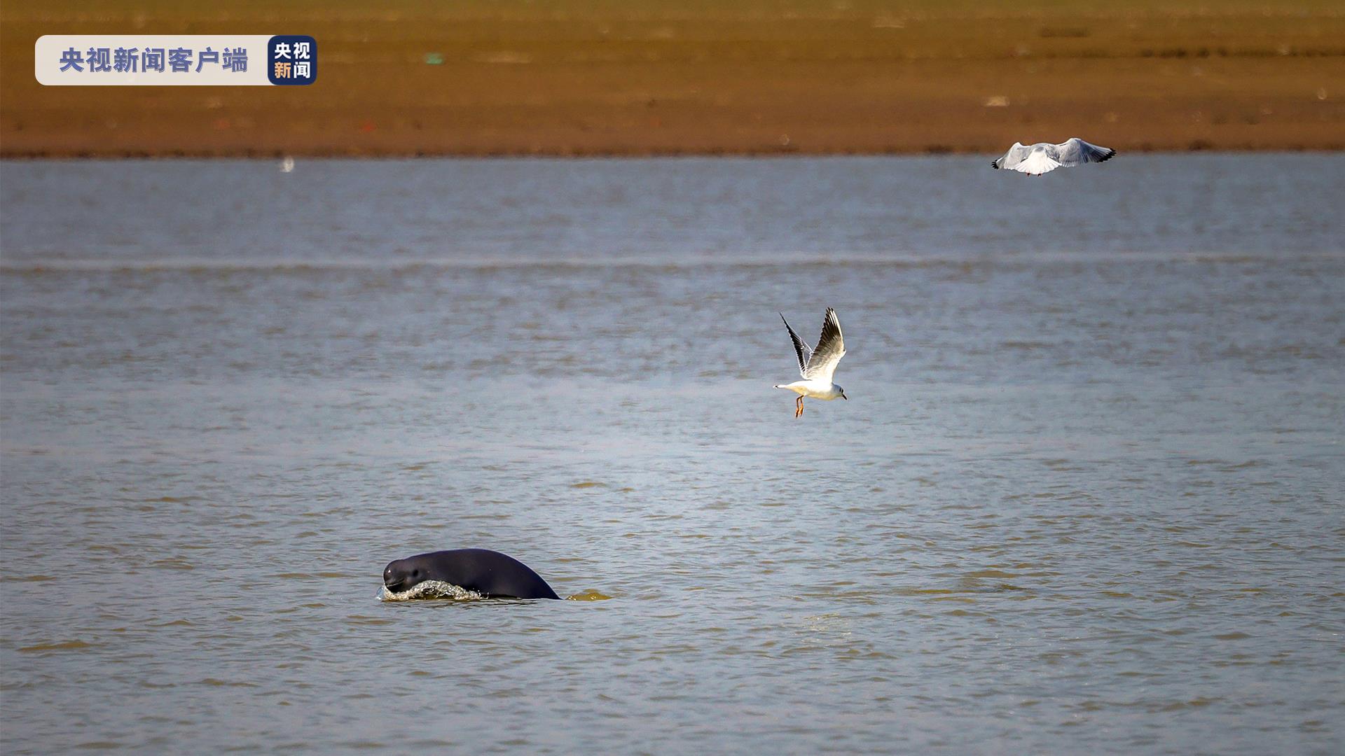 江豚跃候鸟飞鄱阳湖上演江豚候鸟争食大片