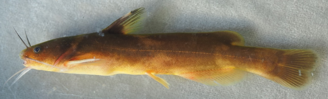 盎堂拟鲿 pseudobagrus ondon