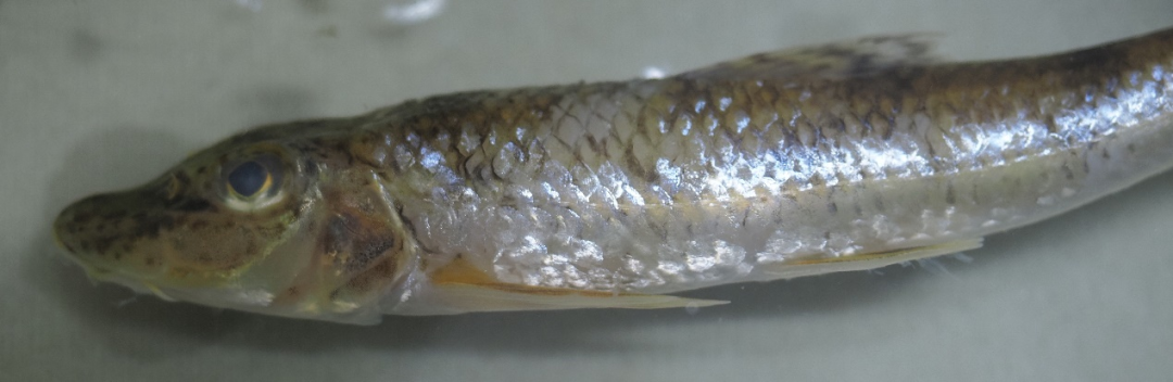 owensis▲乌岩岭吻虾虎鱼 rhinogobius wuyanlingensis▲细纹颌须鮨