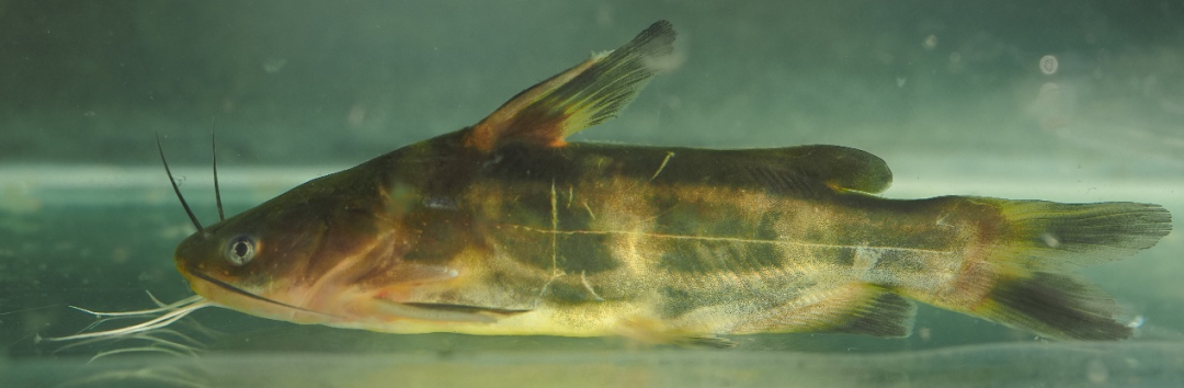 唇47 hemibarbus labeo▲42 hemiculter leucisculus▲盎堂拟鲿