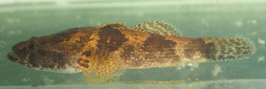 河川沙塘鳢 odontobutis potamophila