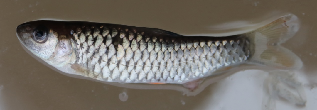 hemibarbus labeo▲42 hemiculter leucisculus▲盎堂拟鲿 pseudo