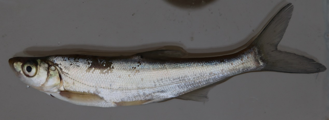 翘嘴鲌 culter alburnus▲食蚊鱼 gambusia affinis▲似鮈 pseudo