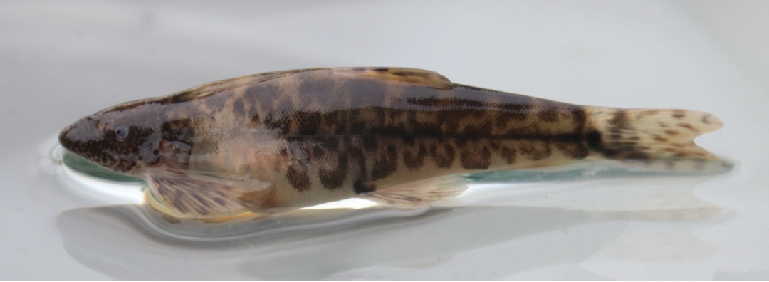 温州的"内陆水域世界"不一般!绝对有你没见过的动物!|温州市_新浪财经