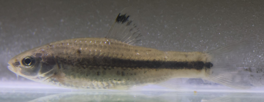 hemibarbus labeo▲42 hemiculter leucisculus▲盎堂拟鲿 pseudo