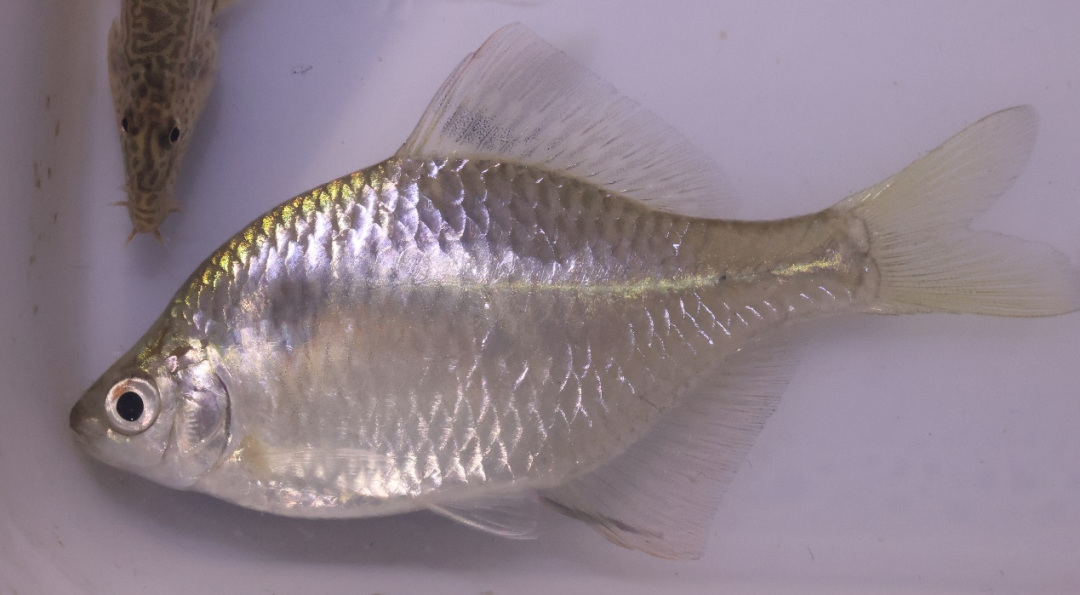 唇47 hemibarbus labeo▲42 hemiculter leucisculus▲盎堂拟鲿