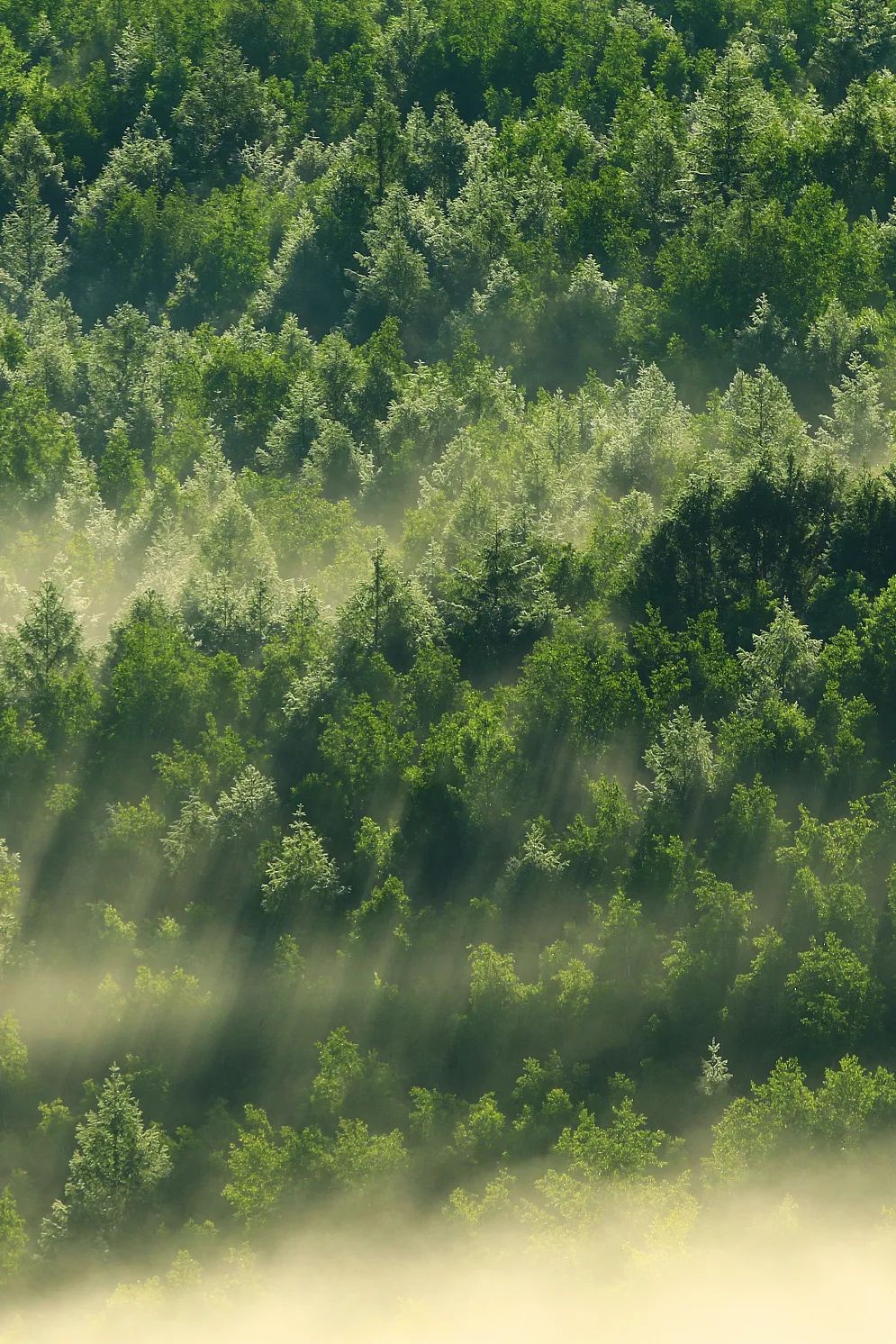 大兴安岭中的寒温带针叶林.