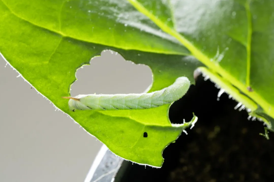 有毒植物如何保护自己不被毒死？