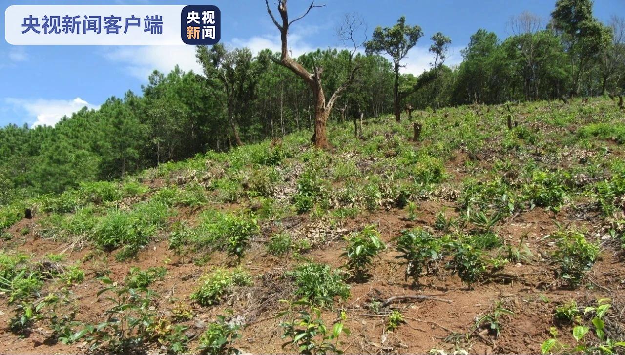 毁林20余亩种植茶树！云南一村民被立案调查