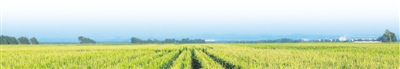 　　梨树县国家百万亩绿色食品原料（玉米）标准化生产基地。　　钱文波摄