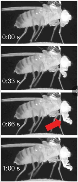 处于PES阶段中的果蝇，红色箭头标示出的管状长嘴反复伸出。图片来源：van Alphen et al., Sci. Adv.