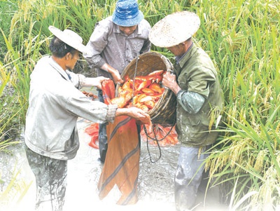　　龙现村农民收获田鱼。　　汤洪文摄