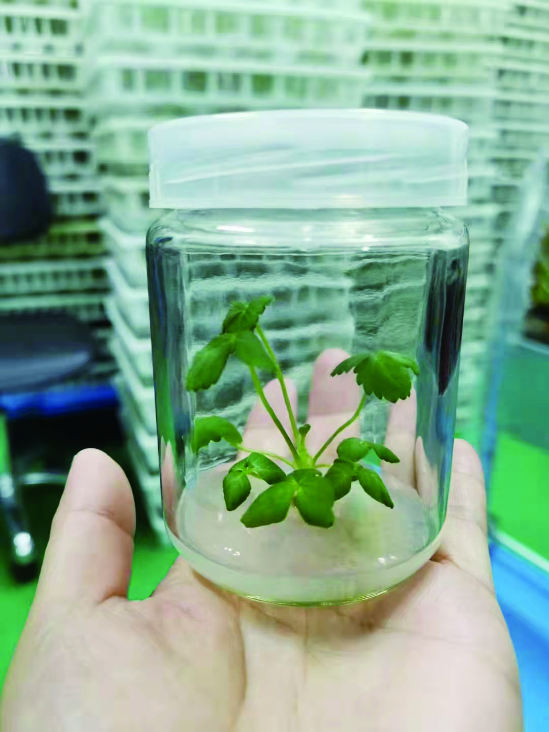 经过培育的寒地脱毒草莓苗叶色浓绿,基本无虫害. 赵猛佳 摄