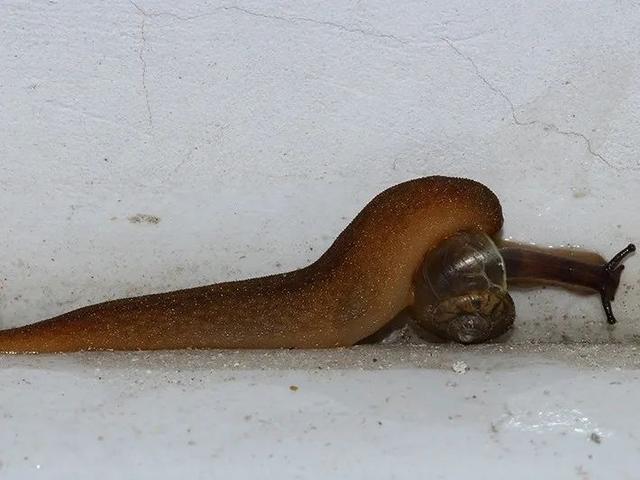 抓住牛尾巴认识一下蜗牛们